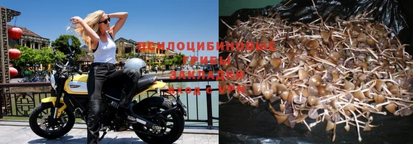 спайс Богданович
